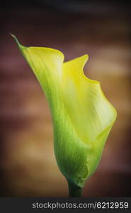 Stunning macro close up image of colorful vibrant calla lily flower