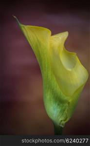 Stunning macro close up image of colorful vibrant calla lily flower