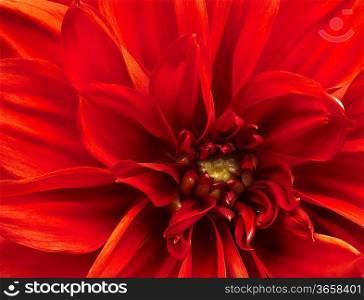 Stunning macro detail of toned flower