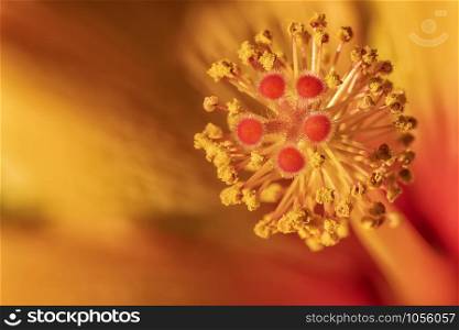 Stunning macro of red Hibiscus stamens with copy space. Floral detail.