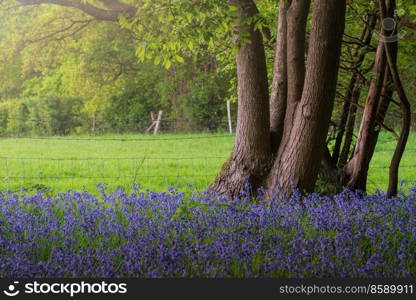 Stunning majestic Spring bluebells forest sunrise in English countryside Hyacinthoide Non-Scripta