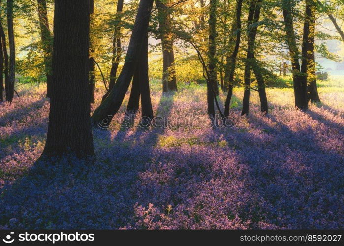 Stunning majestic Spring bluebells forest sunrise in English countryside Hyacinthoide Non-Scripta