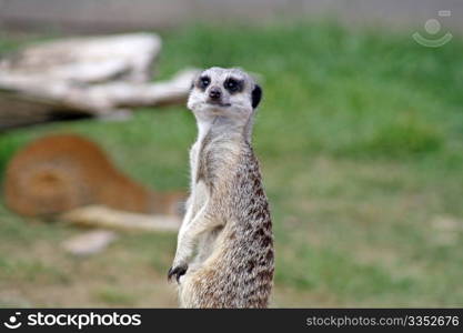 stunning meerkat