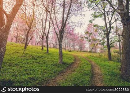 Stunning morning view of Wild Himalayan cherry blossom forest. Trail leading to Pink Sakura blossom in Thailand