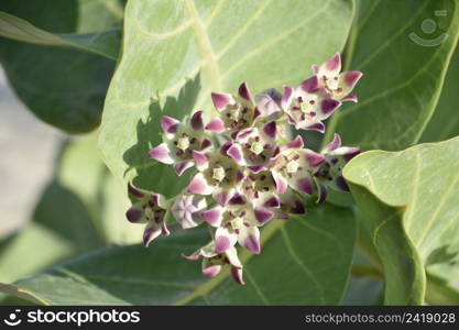 Stunning pastel giant milkweed flowers blooming and flowering in Aruba.