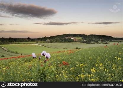 Stunning poppy field landscape at sunset on South Downs. England, West Sussex, Chichester. Poppy fields landscape in West Sussex.. Beautiful poppy field landscape at sunset on South Downs
