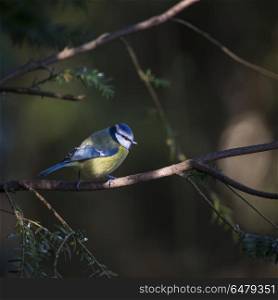 Stunning portrait of Blue Tit Cyanistes Caeruleus bird sitting i. Beautiful portrait of Blue Tit Cyanistes Caeruleus bird sitting in sunshine in forest landscape