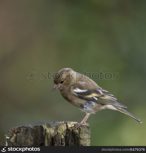 Stunning portrait of female Chaffinch Fringilla Coelebs in tree . Beautiful portrait of female Chaffinch Fringilla Coelebs in tree in woodland