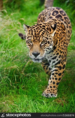 Stunning portrait of jaguar big cat Panthera Onca prowling through long grass in captivity