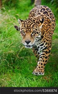 Stunning portrait of jaguar big cat Panthera Onca prowling through long grass in captivity