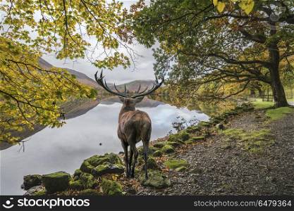 Stunning powerful red deer stag looks out across lake towards mo. Beautiful red deer stag looks out across lake towards mountain landscape in Autumn scene