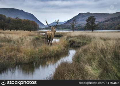 Stunning powerful red deer stag looks out across lake towards mo. Beautiful red deer stag looks out across lake towards mountain landscape in Autumn scene