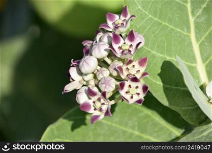 Stunning pretty white and purple giant milkweed flowering in the spring.