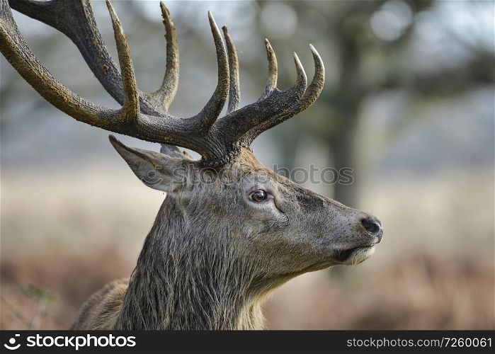 Stunning red deer stag Cervus Elaphus with majestic antelrs in Autumn Fall froest landscape