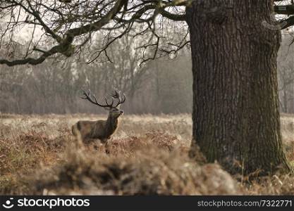Stunning red deer stag Cervus Elaphus with majestic antelrs in Autumn Fall froest landscape