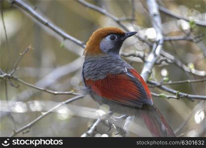 Stunning Red Tailed Laughing Thrush bird Trochalopteron Milner perched in tree in Spring sunlight