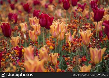 Stunning shallow depth of field landscape image of flowerbed full of tulips in Spring