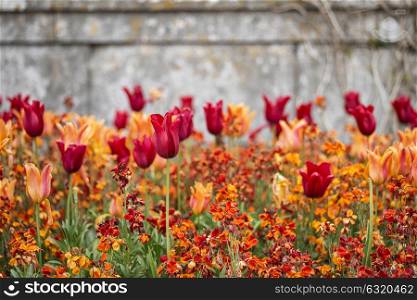 Stunning shallow depth of field landscape image of flowerbed full of tulips in Spring