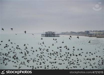 Stunning spectacle of starlings birds murmuration flying over sea in Winter