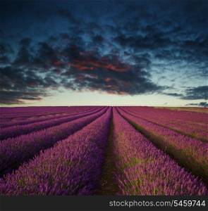 Stunning Summer sunset over lavender field landscape