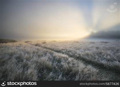 Stunning sun beams light up through thick fog of Autumn Fall frosty landscape