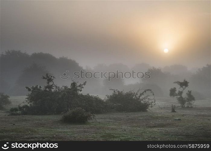Stunning sunrise landscape in misty New Forest countryside