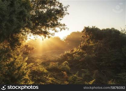 Stunning sunrise landscape in misty New Forest countryside