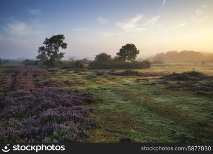 Stunning sunrise landscape in misty New Forest countryside