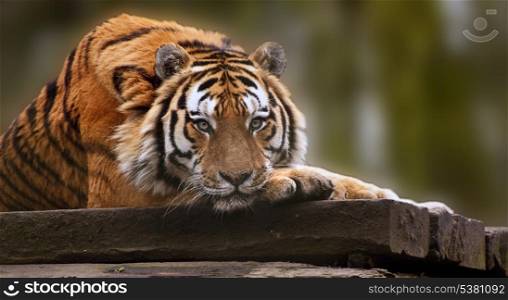 Stunning tiger relaxing on warm day with head on front paws
