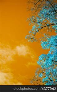 Stunning unusual false color tree and sky landscape