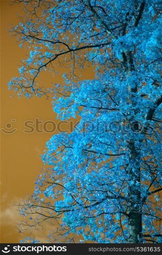 Stunning unusual false color tree and sky landscape