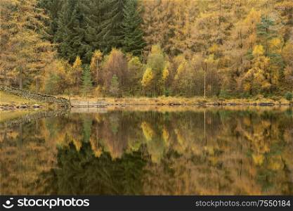 Stunning vibrant Autumn Fall landscape image of Blea Tarn with golden colors reflected in lake