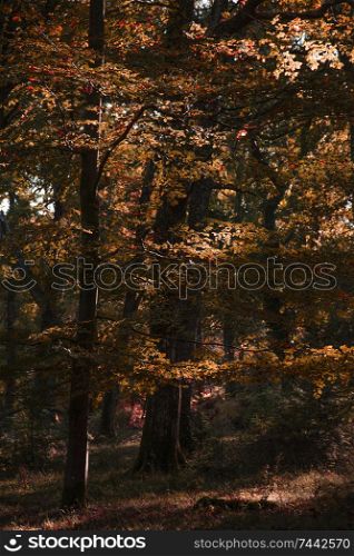 Stunning vibrant Autumn Fall trees in Fall color in New Forest in England with beautiful sunlight making colors pop against dark background