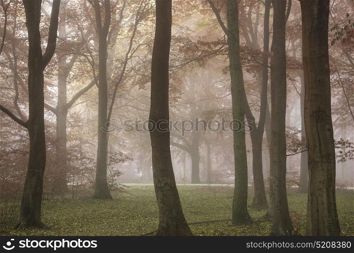 Stunning vibrant evocative Autumn Fall foggy forest landscape