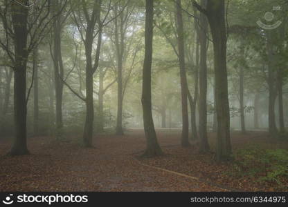 Stunning vibrant evocative Autumn Fall foggy forest landscape