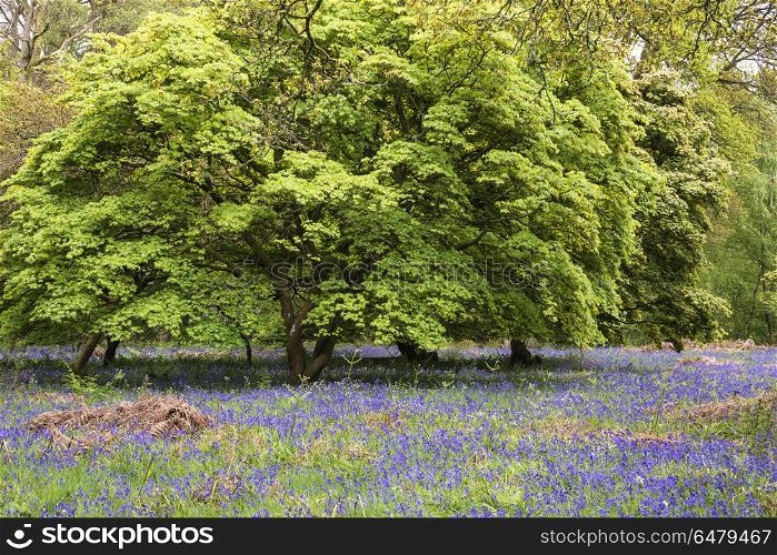Stunning vibrant landscape image of blubell woods in English cou. Beautiful landscape image of blubell woods in English countryside in Spring