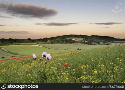 Stunning vibrant poppy field landscape at sunset. England, West Sussex, Chichester. Poppy field landscape at sunset.. Beautiful colorful poppy field landscape at sunset