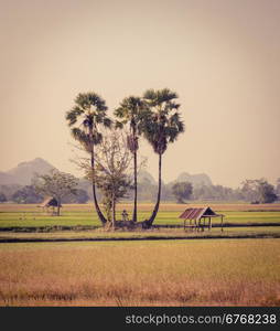 Stunning view of sugar palm trees and hut on the rice field in Thailand. Vintage color style image.