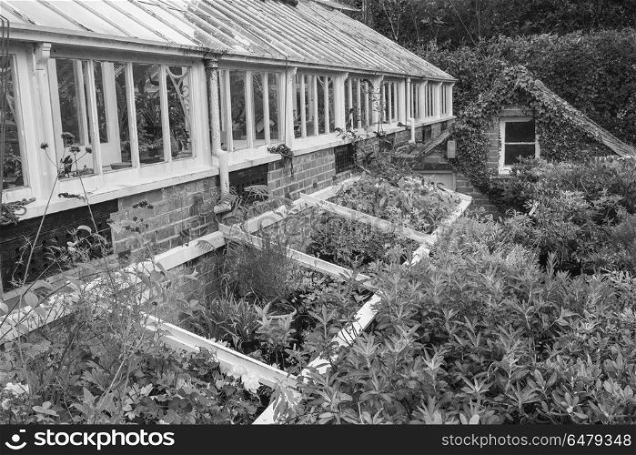 Stunning vintage Victorian era greenhouse left ro ruin in old En. Beautiful old Victorian era greenhouse left ro ruin in old English garden in black and white