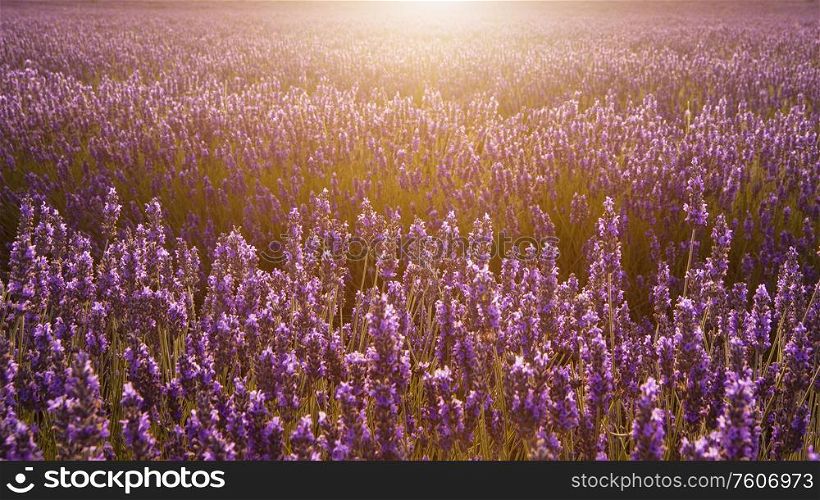 Stunning warm Summer sunset over epic lavender field landscape