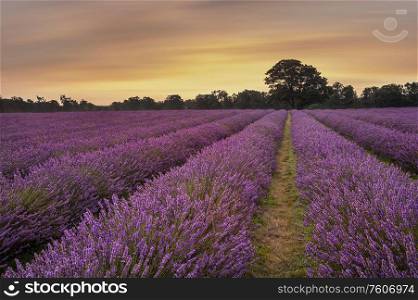 Stunning warm Summer sunset over epic lavender field landscape