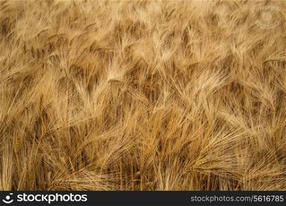 Stunning wheat field landscape