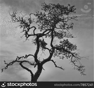 Stunted pine and cloudy sky, black and white image, horizon format