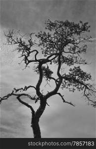 Stunted pine and cloudy sky, black and white image, vertical format