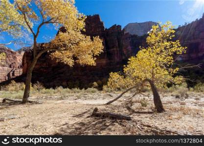 Stunted Tree in Zion National Park