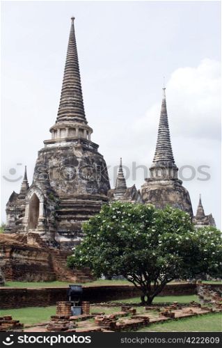 Stupas and tree in wat Phra Si anphet in Ayuthaya, Thailand