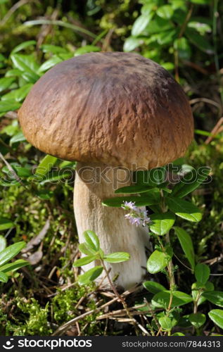 sturdy young white mushroom in the forest in late summer.