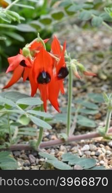 Sturts desert pea - floral emblem of south australia and the icon of the australian outback