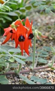 Sturts desert pea - floral emblem of south australia and the icon of the australian outback