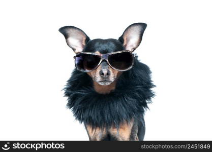 Stylish, chic dog isolated , diva in a fur coat and glasses . Fashion and shopping concept